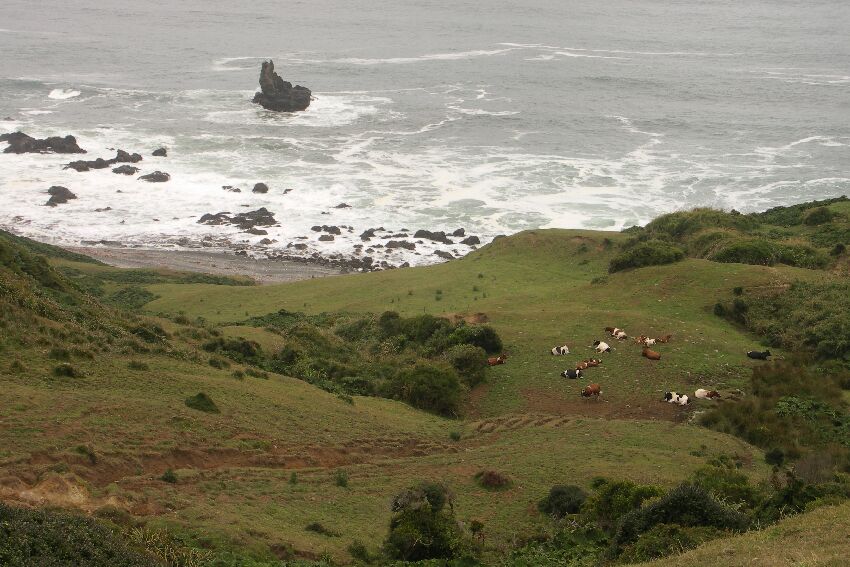 Chiloe mit Kühen