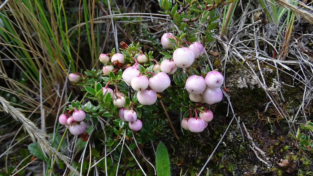 Preiselbeeren?