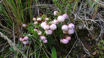 Preiselbeeren?