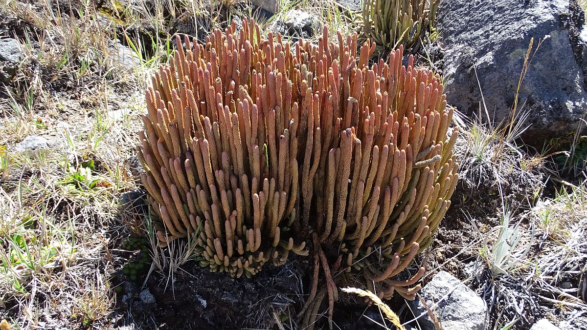 "Finger des Paramo"