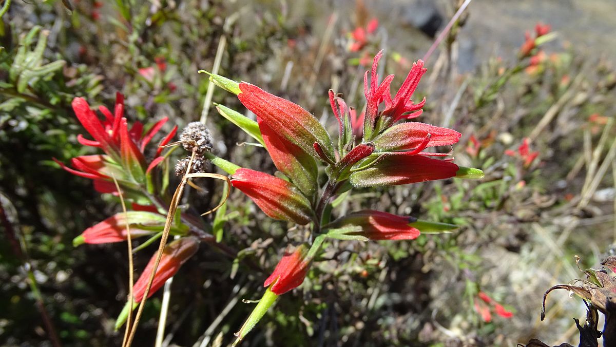 unbekannte Blume