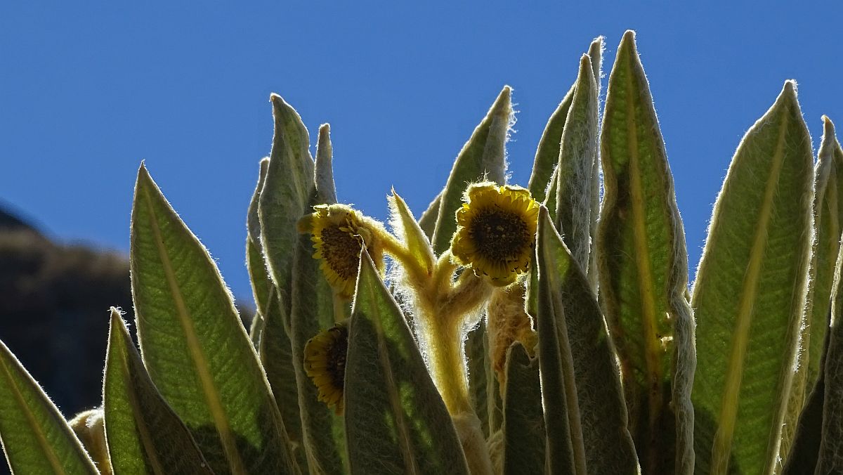 Paramo