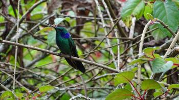 Kleiner Veilchenohrkolibri (Colibri cyanotus)