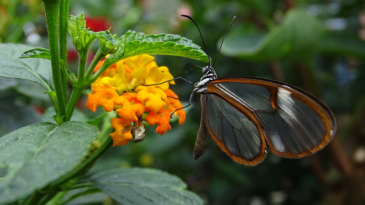 Greta Oto im Schmetterlingshaus