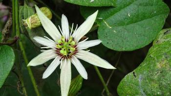 Passiflora capsularis L.