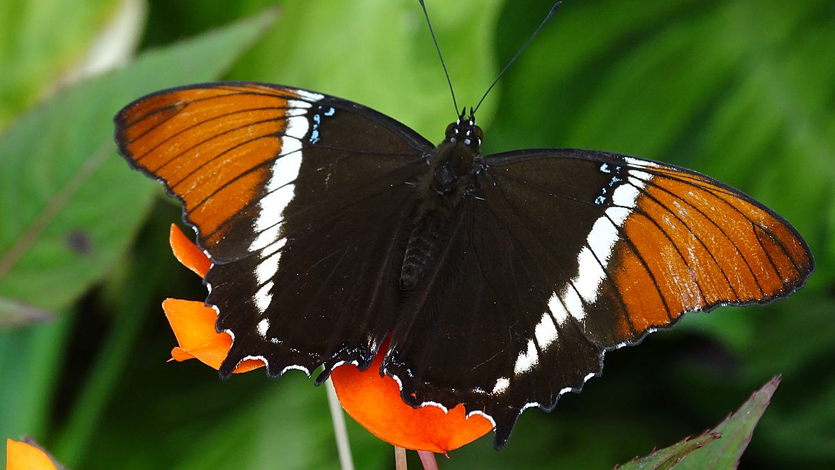 Siproeta epaphus (Schokoladenfalter)