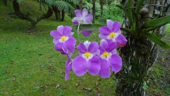 Orchidee
