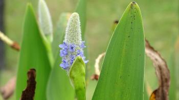 Herzblättriges Hechtkraut Pontederia cordata L.