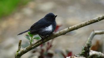 auch ein Kolibri, mit dem kurzem Haken-Schnabel muss er die Blüten aufbrechen