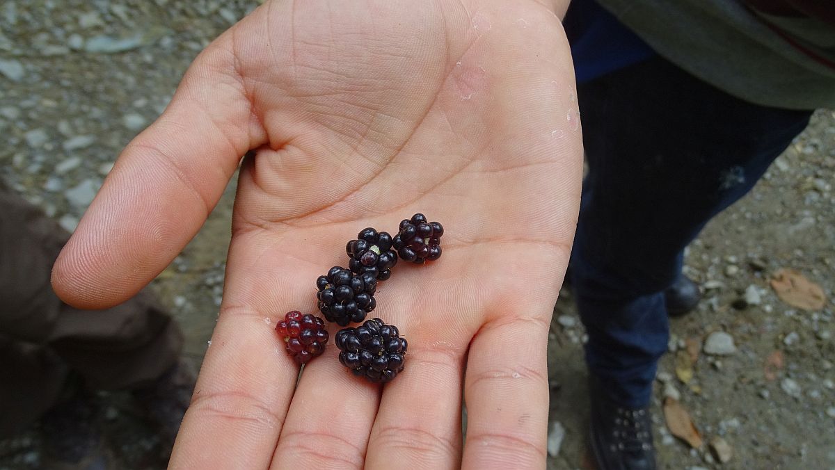 Brombeeren, lecker!