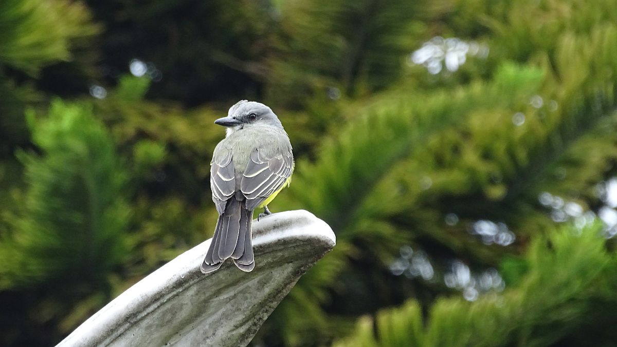 Friedhofsvogel