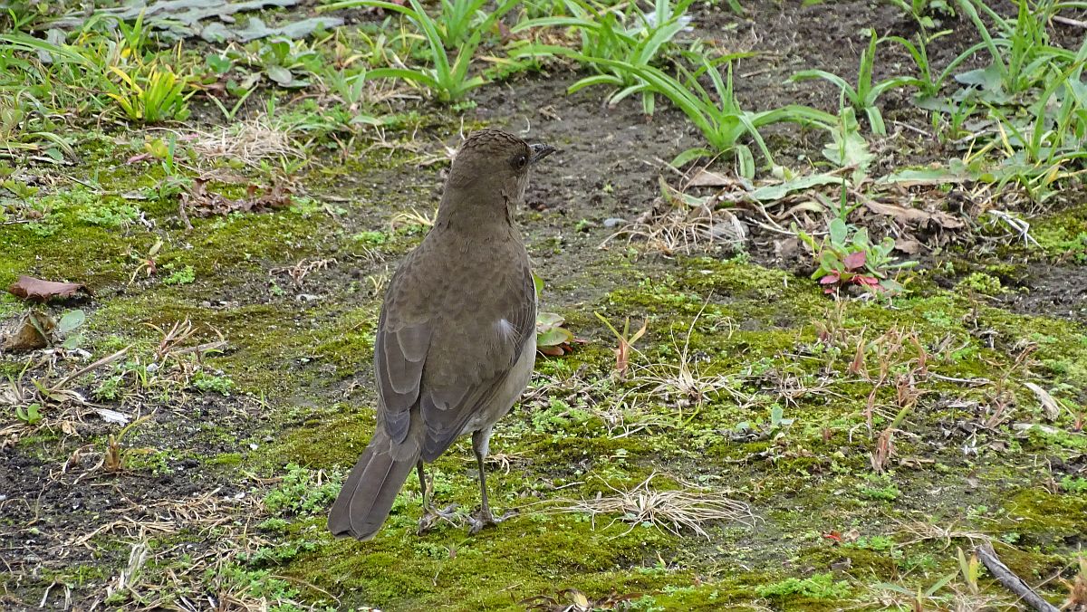 Friedhofsvogel