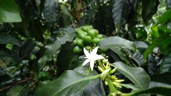 Blüten mit unreifen Kaffeekirschen