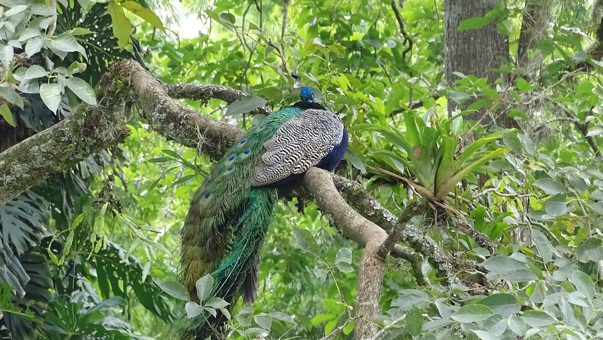 Vogel im Baum