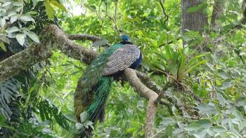 Vogel im Baum