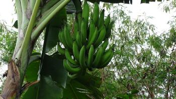 eher Kochbananen, nicht wirklich lecker