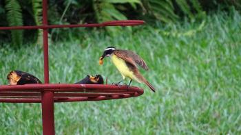 bananenfressender Vogel