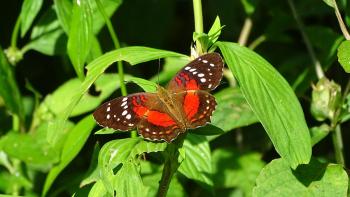 Anartia amathea