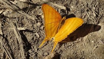 Red Daggerwing (?)