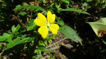 Heusenkraut Ludwigia octovalvis