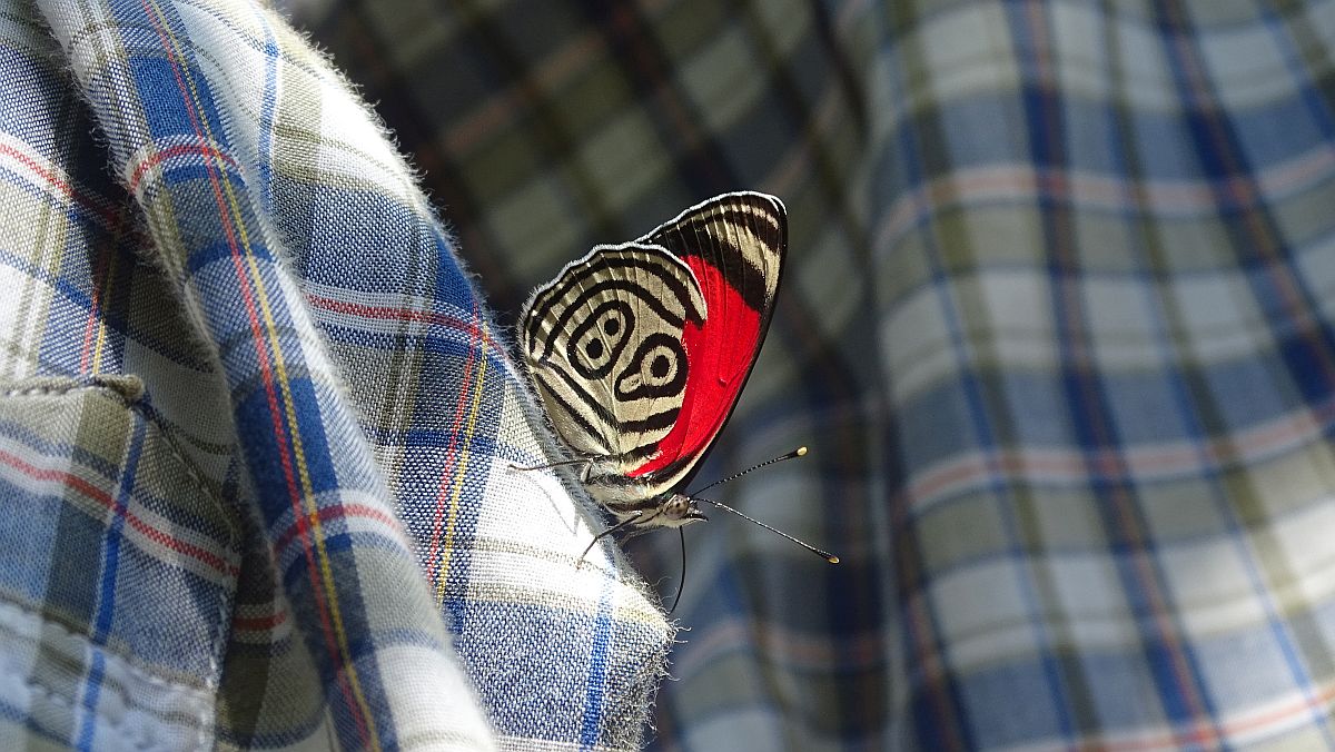 89-Butterfly