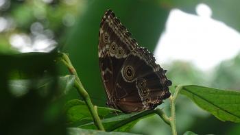 unbekannter Schmetterling