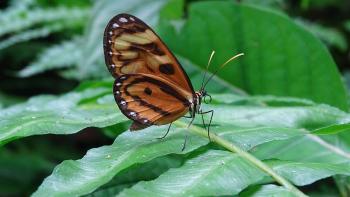 unbekannter Schmetterling