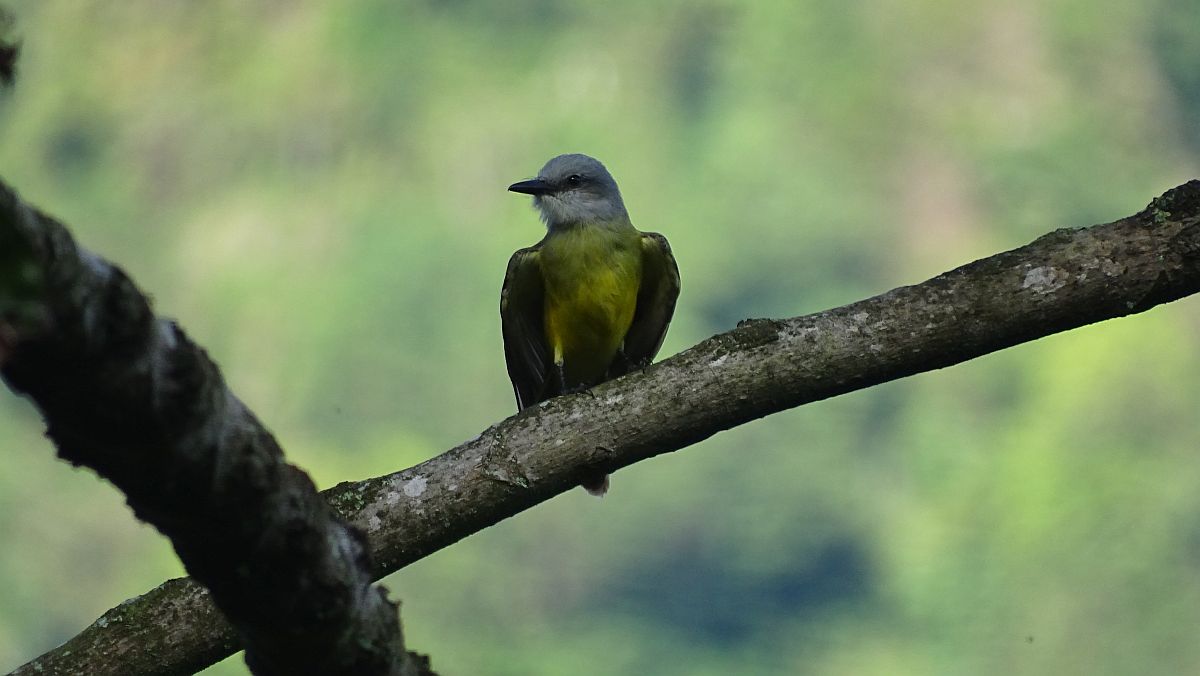 unbekannter Vogel