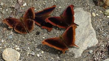 Marpesia zerynthia (Waiter Daggerwing)