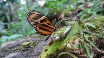 unbekannter Schmetterling