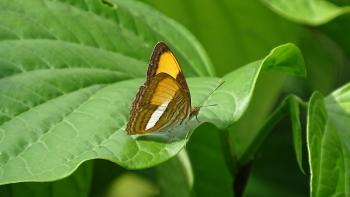 unbekannter Schmetterling