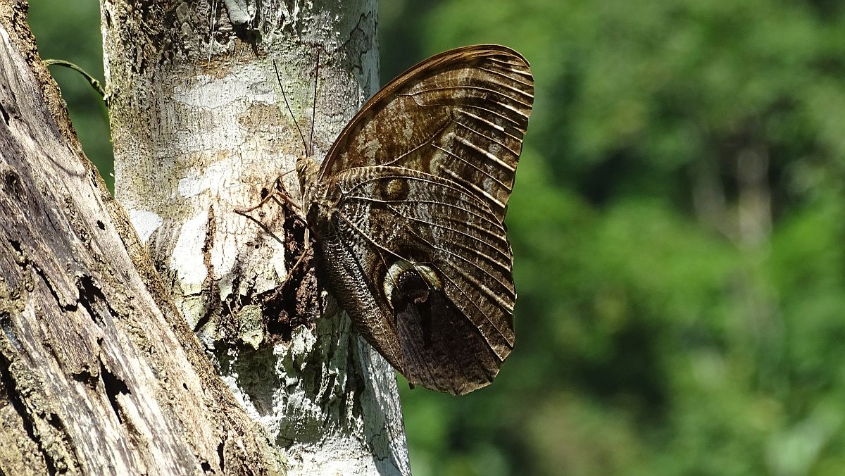 Caligo eurilochus (Bananenfalter)