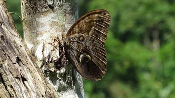 Caligo eurilochus (Bananenfalter)