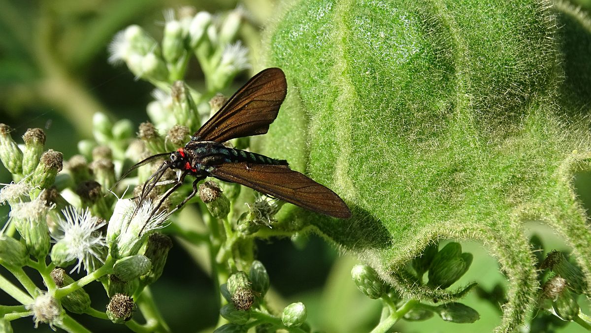 schillerndes Insekt