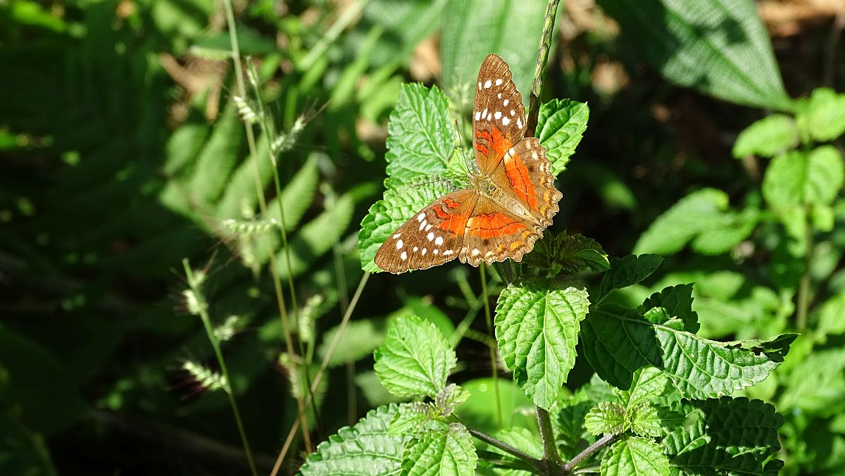 Schmetterling