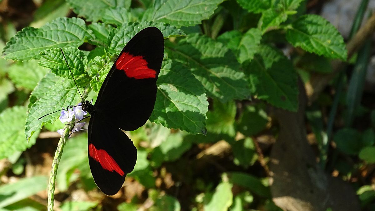 Schmetterling (Castilia Crescent?)