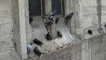 Tauben an der mit Beton notdürftig geflickten Kathedrale