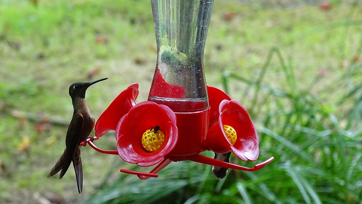 Massenweise Kolibris
