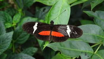 Heliconius clysonymus (Clysonymus longwing)