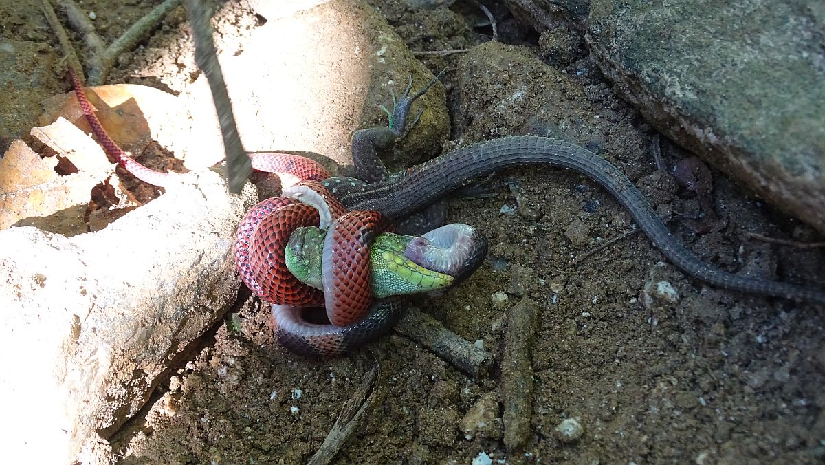 Schlange frisst Reptil, oder umgekehrt?