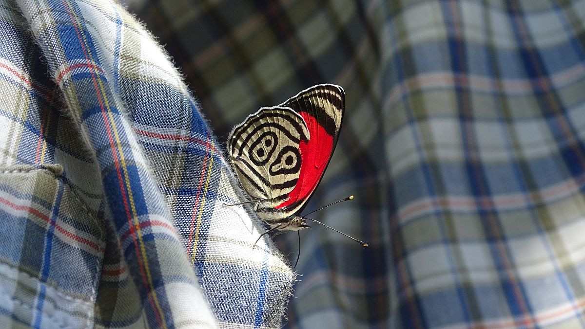 89-Butterfly