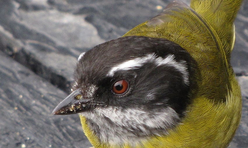 Sooty-Capped Bush-Tanager