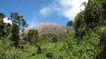 Turrialba-Nebengipfel. Die weiße Farbe stammt von Flechten auf den Bäumen.