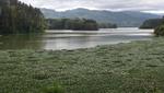 Schwimmender Blütenteppich auf dem Cachi-Stausee