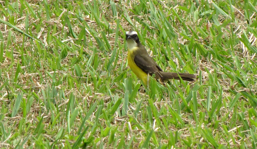 Bentevi (Great Kiskadee, Pitangus sulphuratus)