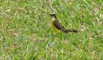 Bentevi (Great Kiskadee, Pitangus sulphuratus)