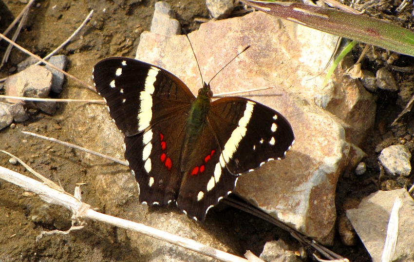 Banded Peacock