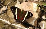 Banded Peacock