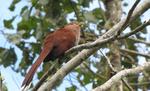 Cayennekuckuck (Squirrel Cuckoo; Piaya cayana )