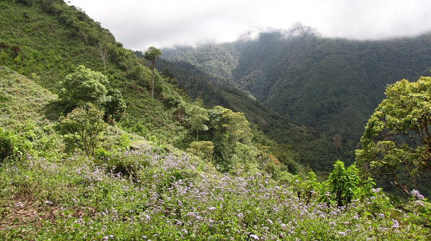 blühende Wiese